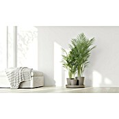 Ecopots Pflanztopf Dubai (Außenmaß (Ø x H): 56,5 x 30,7 cm, Kunststoff, Taupe, 3 Stk.) | BAUHAUS