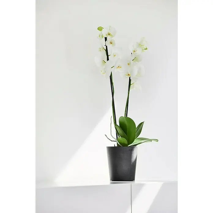 Ecopots Orchideentopf Morinda - Außenmaß (Ø x H): 14 x 15 cm, Kunststoff, Dunkelgrau - Elegante weiße Orchidee in einem schlichten schwarzen Topf auf einer weißen Oberfläche, minimalistisches Design für stilvolle Akzente.
