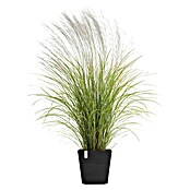 Ecopots Rotterdam Pflanzkasten mit Wasserspeicher (Außenmaß (L x B x H): 35 x 35 x 34,4 cm, Kunststoff, Dunkelgrau) | BAUHAUS