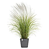 Ecopots Rotterdam Pflanzkasten mit Wasserspeicher (Außenmaß (L x B x H): 35 x 35 x 34,4 cm, Kunststoff, Grau) | BAUHAUS