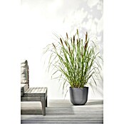 Ecopots Oslo Pflanztopf (Außenmaß (Ø x H): 25 x 21,8 cm, Kunststoff, Grau) | BAUHAUS