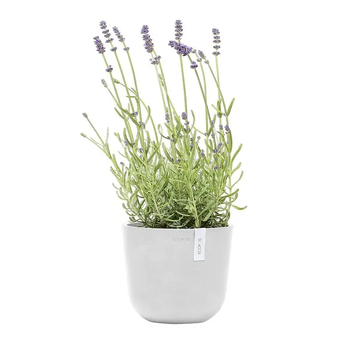 Ecopots Oslo Pflanztopf Mini - Außenmaß (Ø x H): 19 x 16,5 cm, Kunststoff, Weiß - Nahaufnahme einer Lavendelpflanze im Topf, die die Pflanze und den Topf selbst hervorhebt. Es ist ein schönes und dekoratives Stück.