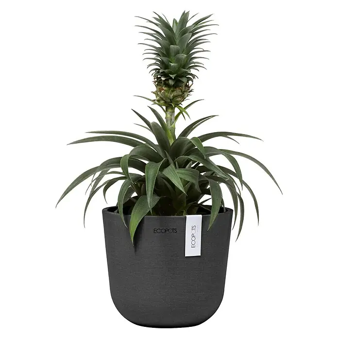 Ecopots Oslo Pflanztopf Mini - Außenmaß (Ø x H): 16 x 13,7 cm, Kunststoff, Dunkelgrau - Ananas-Zierpflanze in einem stilvollen, dunklen Ecopots-Blumentopf. Perfekt als trendige Zimmerdekoration und ein Blickfang in jedem Raum.