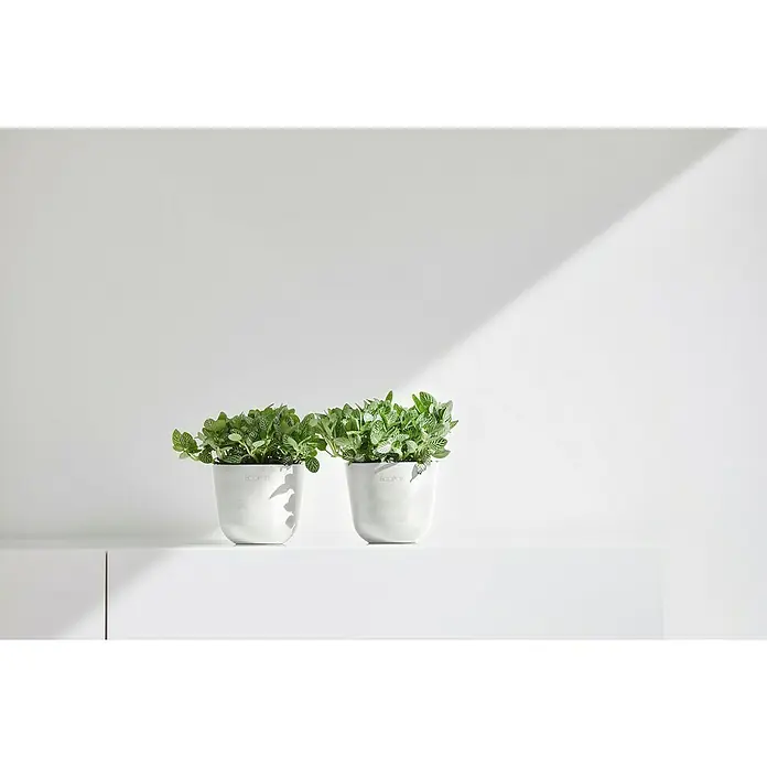 Ecopots Oslo Pflanztopf Mini - Außenmaß (Ø x H): 11,4 x 9,5 cm, Kunststoff, Weiß - Zwei Zimmerpflanzen in weißen Übertöpfen mit dem Aufdruck "ECOPOTS" stehen auf einer weißen Oberfläche vor einem hellen, weißen Hintergrund.