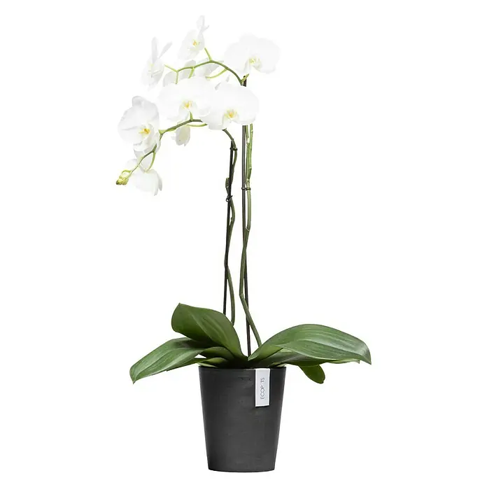 Ecopots Orchideentopf Morinda - Außenmaß (Ø x H): 17,1 x 19,5 cm, Kunststoff, Dunkelgrau - Elegante weiße Orchidee in einem stilvollen, dunklen Topf. Die perfekte Dekoration, um jedem Raum einen Hauch von natürlicher Schönheit zu verleihen.