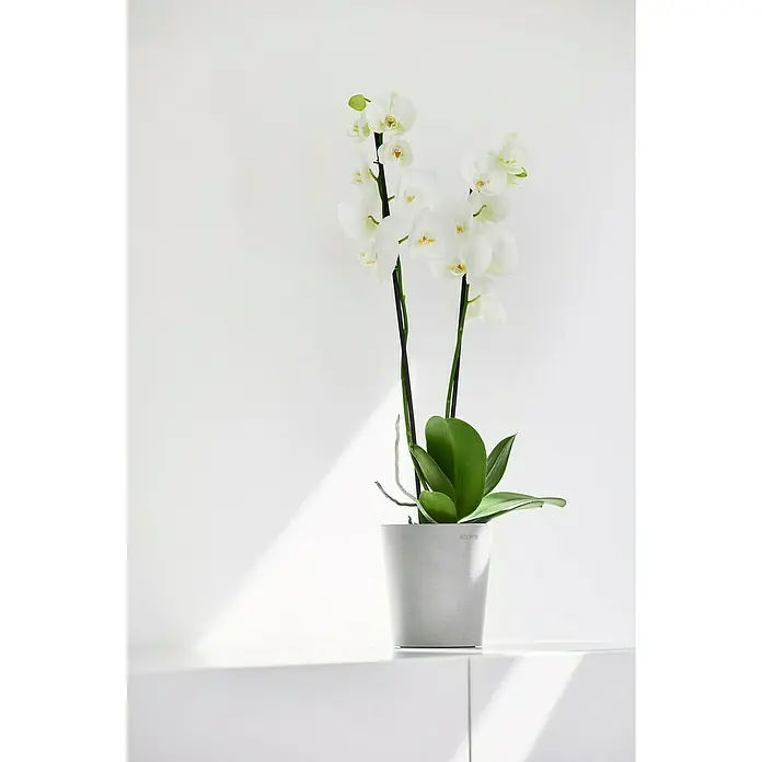 Ecopots Orchideentopf Morinda - Außenmaß (Ø x H): 14 x 16 cm, Kunststoff, Weißgrau - Elegante weiße Orchidee in einem modernen, hellgrauen Topf auf einer weißen Oberfläche, die ein Gefühl von Frieden und Reinheit vermittelt.