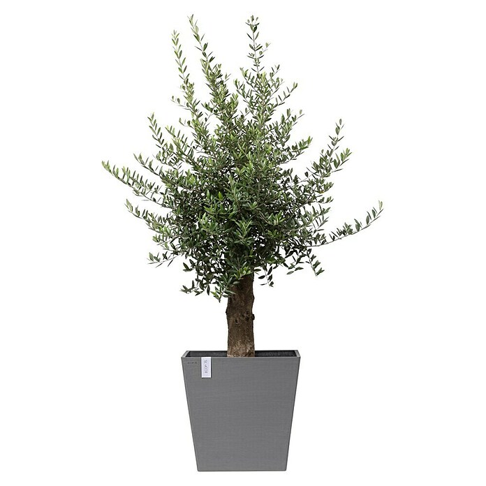 Ecopots Rotterdam Pflanzkasten mit Rollen (Außenmaß (L x B x H): 50,2 x 50,2 x 49,5 cm, Kunststoff, Grau) | BAUHAUS