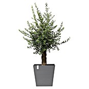 Ecopots Rotterdam Pflanzkasten mit Rollen (Außenmaß (L x B x H): 50,2 x 50,2 x 49,5 cm, Kunststoff, Grau) | BAUHAUS