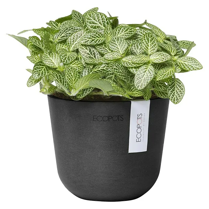 Ecopots Oslo Pflanztopf Mini - Außenmaß (Ø x H): 11,4 x 9,5 cm, Kunststoff, Dunkelgrau - Topfpflanze mit grünen Blättern mit weißen Adern in einem schwarzen Ecopots-Topf.