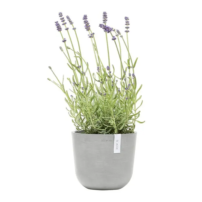 Ecopots Oslo Pflanztopf Mini - Außenmaß (Ø x H): 19 x 16,5 cm, Kunststoff, Weißgrau - Topf mit Lavendelblüten. Die Pflanze ist in einem modernen, grauen Topf der Marke Ecopots gepflanzt und verleiht jedem Raum einen Hauch von Natur.