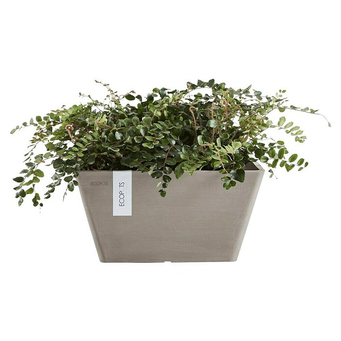 Ecopots Berlin Pflanzschale eckig (Außenmaß (L x B x H): 25,5 x 25,5 x 13 cm, Kunststoff, Taupe) | BAUHAUS