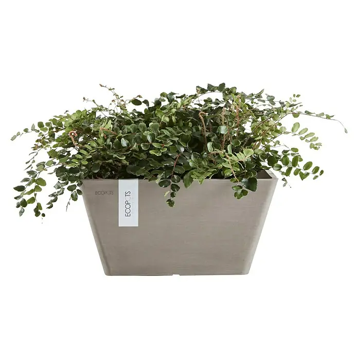 Ecopots Berlin Pflanzschale eckig - Außenmaß (L x B x H): 31,2 x 31,2 x 15,7 cm, Kunststoff, Braungrau - Ein Ecopot Pflanzgefäß in Grau, gefüllt mit einer üppigen grünen Pflanze. Das minimalistische Design des Pflanzgefäßes betont die natürliche Schönheit der Pflanze.