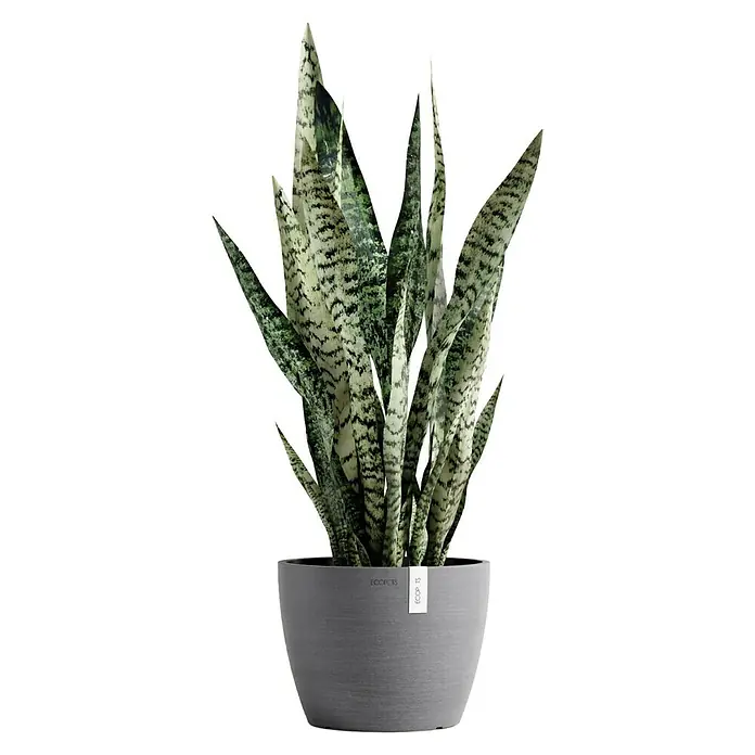 Ecopots Pflanztopf Stockholm - Außenmaß (Ø x H): 23,3 x 17,7 cm, Kunststoff, Grau - Eine Zimmerpflanze, eine Sansevieria, in einem modernen grauen Topf mit dem "Ecopots"-Logo, vor einem neutralen Hintergrund.