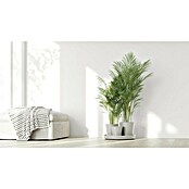 Ecopots Pflanztopf Dubai (Außenmaß (Ø x H): 56,5 x 30,7 cm, Kunststoff, Weiß, 3 Stk.) | BAUHAUS