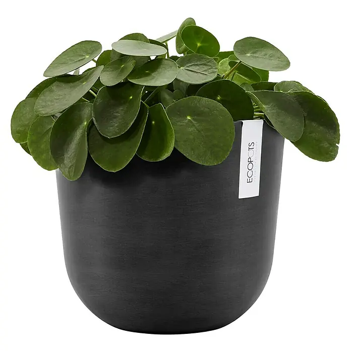 Ecopots Oslo Pflanztopf - Außenmaß (Ø x H): 25 x 21,8 cm, Kunststoff, Dunkelgrau - Pilea Peperomioides in einem ECOPOTS-Pflanzgefäß, ideal für die stilvolle Zimmerdekoration.