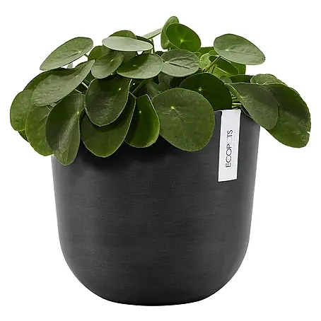Calathea online kaufen