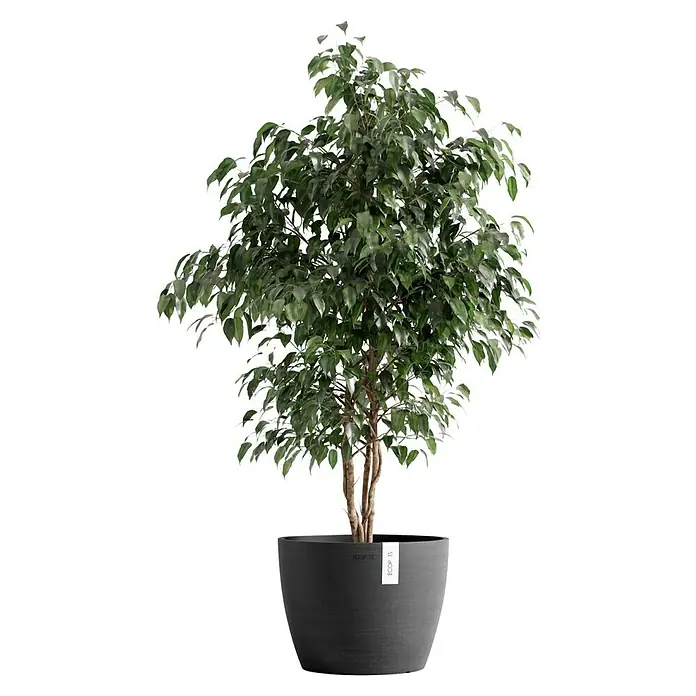 Ecopots Pflanztopf Stockholm - Außenmaß (Ø x H): 31 x 23,5 cm, Kunststoff, Dunkelgrau - Zimmerpflanze Ficus Benjamini in modernem, dunklem Topf. Die grüne Pflanze ist ein stilvolles Dekoelement für jeden Raum und sorgt für ein angenehmes Ambiente.