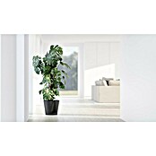 Ecopots Pflanztopf Venice 2 (Außenmaß (Ø x H): 30 x 27,5 cm, Kunststoff, Dunkelgrau) | BAUHAUS