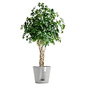 Ecopots Pflanztopf Venice 2 (Außenmaß (Ø x H): 40,2 x 35,7 cm, Kunststoff, Weiß Grau) | BAUHAUS