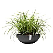 Ecopots Pflanzschale Vienna (Außenmaß (Ø x H): 50,4 x 18,5 cm, Dunkelgrau) | BAUHAUS