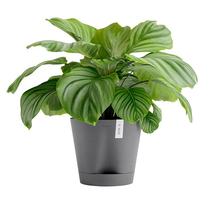 Ecopots Pflanztopf Venice 2 (Außenmaß (Ø x H): 30 x 27,5 cm, Kunststoff, Grau) | BAUHAUS