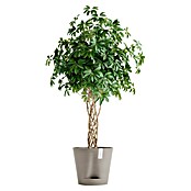 Ecopots Pflanztopf Venice 2 (Außenmaß (Ø x H): 40,2 x 35,7 cm, Kunststoff, Taupe) | BAUHAUS
