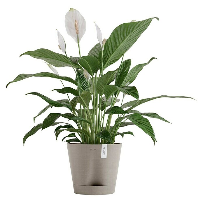 Ecopots Pflanztopf Venice 2 (Außenmaß (Ø x H): 20,1 x 17,7 cm, Kunststoff, Taupe) | BAUHAUS