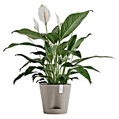 Ecopots Pflanztopf Venice 2 (Außenmaß (Ø x H): 20,1 x 17,7 cm, Kunststoff, Taupe) | BAUHAUS