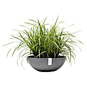 Ecopots Pflanzschale Vienna (Außenmaß (Ø x H): 50,4 x 18,5 cm, Grau) | BAUHAUS