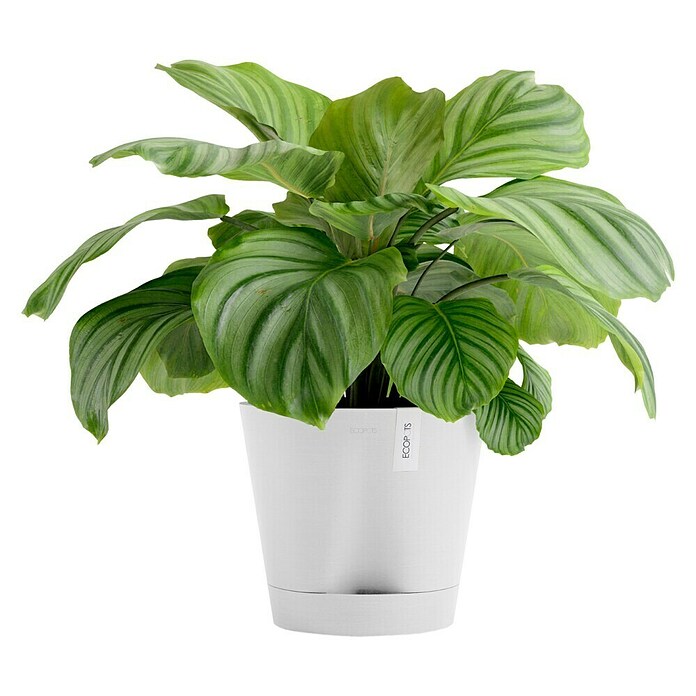 Ecopots Pflanztopf Venice 2 (Außenmaß (Ø x H): 30 x 27,5 cm, Kunststoff, Weiß) | BAUHAUS