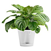 Ecopots Pflanztopf Venice 2 (Außenmaß (Ø x H): 30 x 27,5 cm, Kunststoff, Weiß) | BAUHAUS