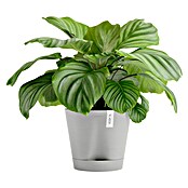 Ecopots Pflanztopf Venice 2 (Außenmaß (Ø x H): 30 x 27,5 cm, Kunststoff, Weiß Grau) | BAUHAUS