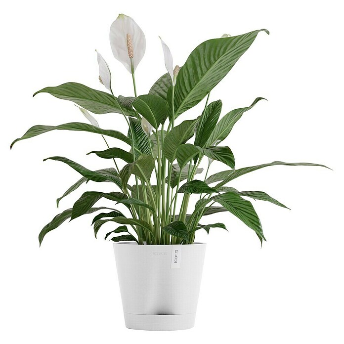 Ecopots Pflanztopf Venice 2 (Außenmaß (Ø x H): 20,1 x 17,7 cm, Kunststoff, Weiß) | BAUHAUS