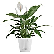 Ecopots Pflanztopf Venice 2 (Außenmaß (Ø x H): 20,1 x 17,7 cm, Kunststoff, Weiß) | BAUHAUS