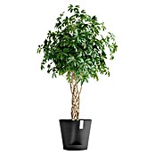Ecopots Pflanztopf Venice 2 (Außenmaß (Ø x H): 40,2 x 35,7 cm, Kunststoff, Dunkelgrau) | BAUHAUS