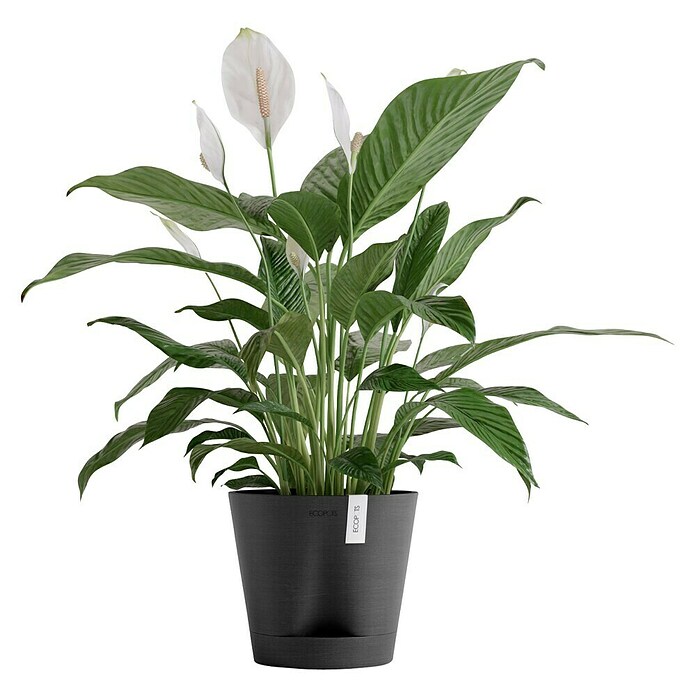 Ecopots Pflanztopf Venice 2 (Außenmaß (Ø x H): 20,1 x 17,7 cm, Kunststoff, Dunkelgrau) | BAUHAUS