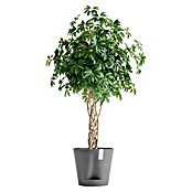 Ecopots Pflanztopf Venice 2 (Außenmaß (Ø x H): 40 x 35,7 cm, Kunststoff, Grau) | BAUHAUS