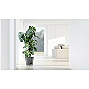 Ecopots Pflanztopf Venice 2 (Außenmaß (Ø x H): 30 x 27,5 cm, Kunststoff, Grau) | BAUHAUS