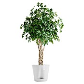 Ecopots Pflanztopf Venice 2 (Außenmaß (Ø x H): 40,2 x 35,7 cm, Kunststoff, Weiß) | BAUHAUS