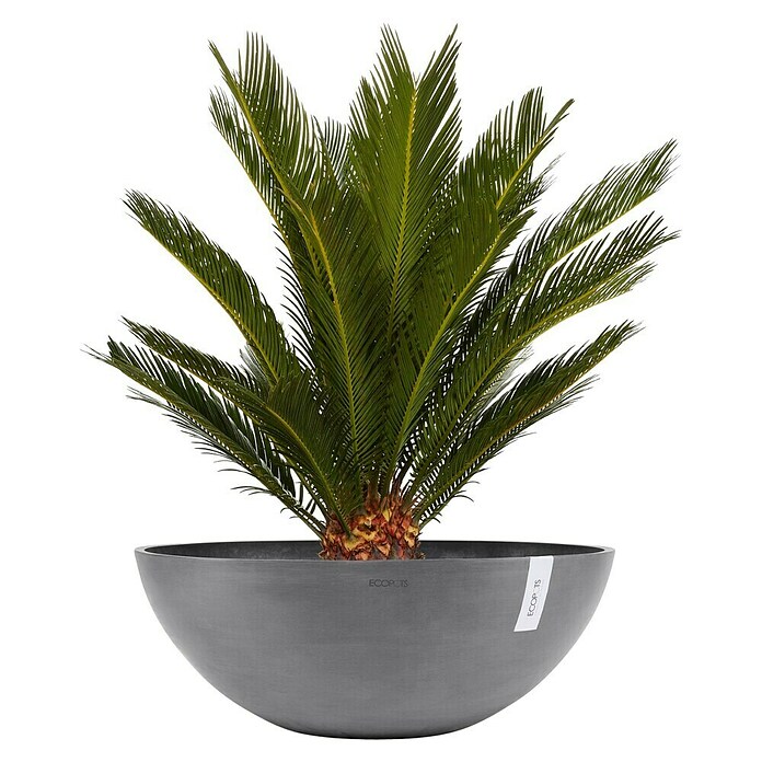 Ecopots Pflanzschale Vienna (Außenmaß (Ø x H): 70 x 25,3 cm, Grau) | BAUHAUS