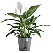 Ecopots Pflanztopf Venice 2 (Außenmaß (Ø x H): 20,1 x 17,7 cm, Kunststoff, Grau) | BAUHAUS