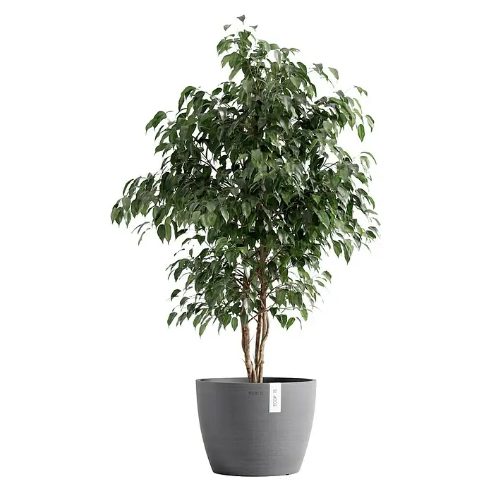 Ecopots Pflanztopf Stockholm - Außenmaß (Ø x H): 31 x 23,5 cm, Kunststoff, Grau - Zimmerpflanze in grauem Topf. Ein dekorativer Baum mit grünen Blättern für ein stilvolles Ambiente.