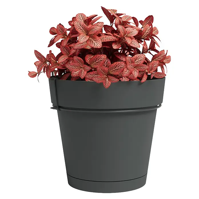 Artevasi Capri Geländertopf - Außenmaß (Ø x H): 20 x 21,5 cm, Kunststoff, Anthrazit, Matt - Eine Fittonia-Pflanze in einem stilvollen, anthrazitfarbenen Blumentopf. Die Pflanze mit ihren roten Blättern ist ein echter Hingucker.
