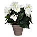 Planta artificial Begonia 