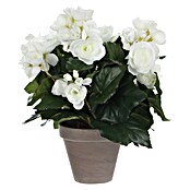 Edelmann Planta artificial Begonia (Altura: 30 cm, Blanco, Plástico)