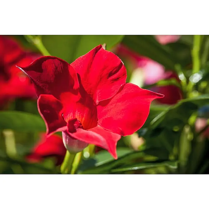 Piardino Dipladenia Summer Star - Dipladenia sanderi, Topfgröße: 11 cm, Rot - Nahaufnahme einer leuchtend roten Mandevilla-Blüte mit samtigen Blütenblättern vor einem Hintergrund grüner Blätter, die die tropische Schönheit hervorheben.