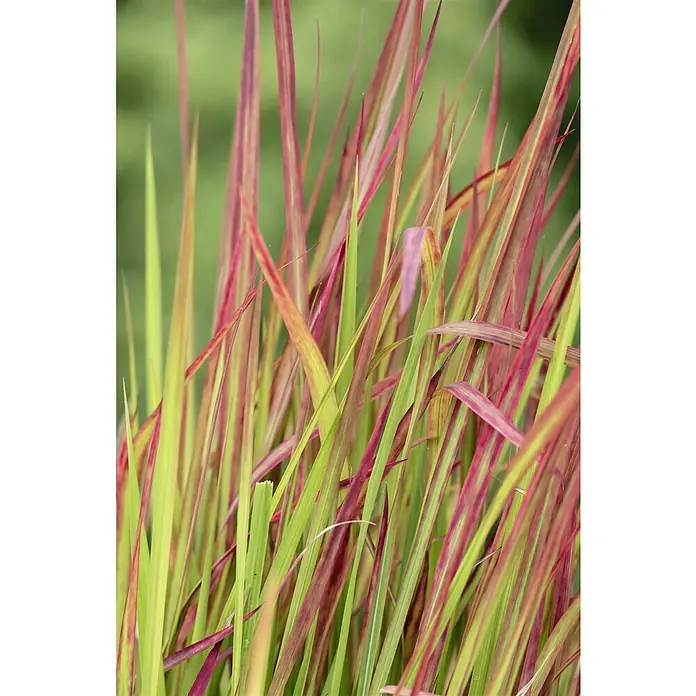 Piardino Japanisches Blutgras - Imperata cylindrica 'Red Baron', Topfgröße: 23 cm, Rot/Grün - Nahaufnahme von Ziergras mit roten und grünen Halmen, die eine interessante Textur und Farbpalette zeigen.