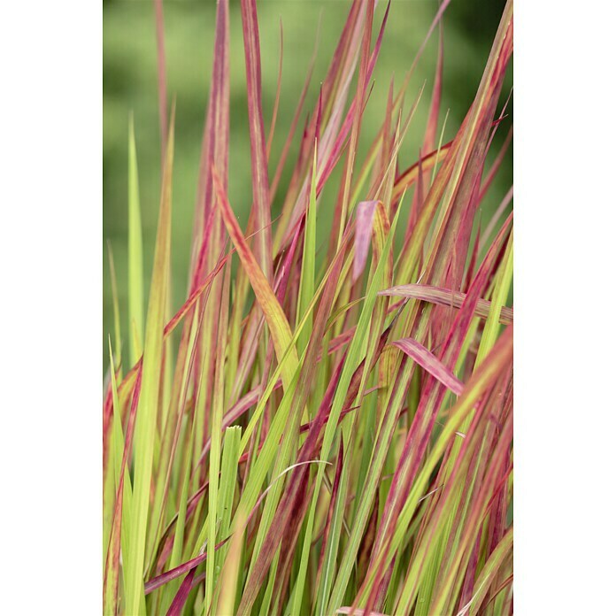 Piardino Japanisches BlutgrasImperata cylindrica 'Red Baron', Topfgröße: 23 cm Detail Shot