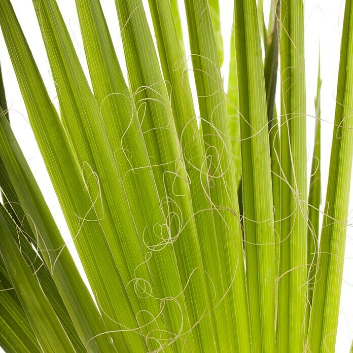 Piardino HanfpalmeTrachycarpus fortunei, Topfgröße: 34 cm Detail Shot