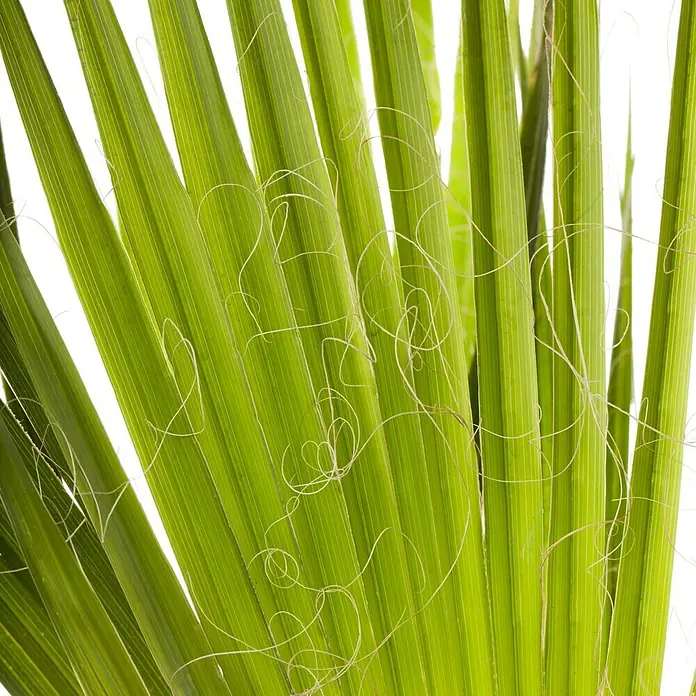 Piardino Hanfpalme - Trachycarpus fortunei, Topfgröße: 34 cm - Nahaufnahme von grünen Palmenblättern mit faserigen Anhängseln, die sich spiralförmig darum winden. Ein Hauch von tropischer Natur, perfekt für entspannende Designs.